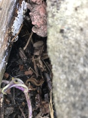 Lissotriton vulgaris