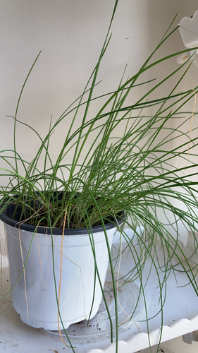 Triglochin asiatica iNat (1)