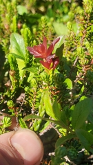 Exobasidium cassiopes