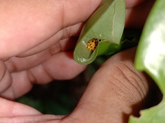 Bibasis harisa consobrina