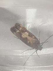 Caryocolum marmorea