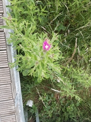 Epilobium hirsutum