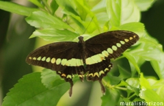 Papilio liomedon