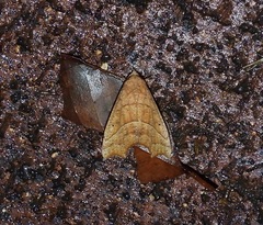 Anomis psamathodes
