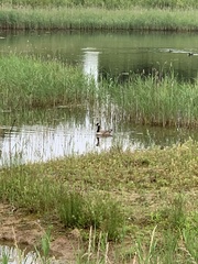 Branta canadensis