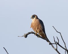 Falco longipennis longipennis