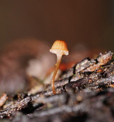 Mycena mamaku