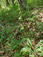 Epipactis leptochila