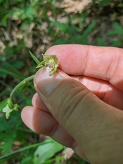 Epipactis leptochila