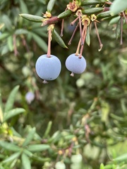 Berberis × stenophylla