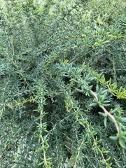 Berberis × stenophylla