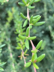 Berberis × stenophylla