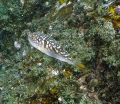 Chelonodontops patoca