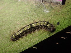 Eilema depressa