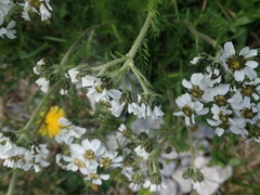 Achillea atrata