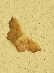 Idaea emarginata
