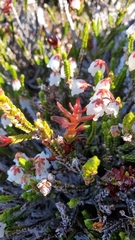 Exobasidium cassiopes