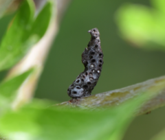 Gymnosporangium confusum