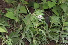 Lysimachia barystachys