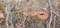 Acanthophis antarcticus