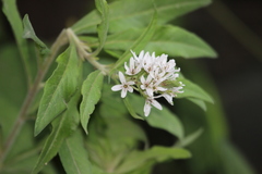 Lysimachia barystachys