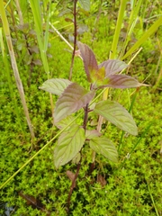 Mentha aquatica