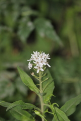 Lysimachia barystachys