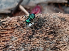 Cicindelina