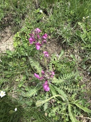 Pedicularis gyroflexa