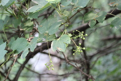 Ampelopsis humulifolia