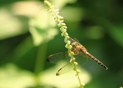 Neurothemis terminata
