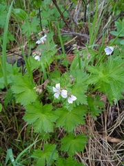 Geranium albiflorum