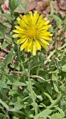 Taraxacum officinale