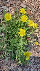 Taraxacum officinale