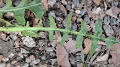 Taraxacum officinale