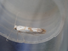 Argyresthia sorbiella