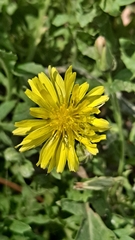 Taraxacum officinale