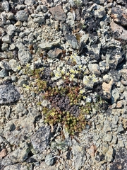 Saxifraga bronchialis funstonii