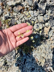 Saxifraga bronchialis funstonii