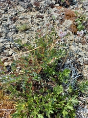 Astragalus tugarinovii