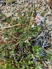 Astragalus tugarinovii