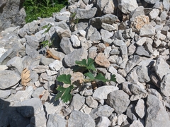 Heracleum ligusticifolium