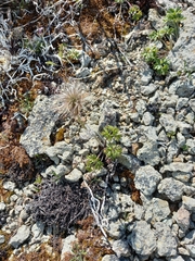Pulsatilla ajanensis