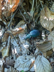 Carabus scabrosus tauricus