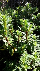 Pimelea longifolia
