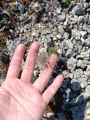 Pulsatilla ajanensis