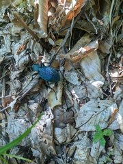 Carabus scabrosus tauricus