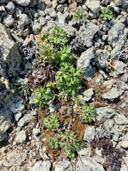Pulsatilla ajanensis