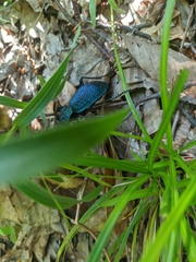 Carabus scabrosus tauricus