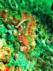 Hippocampus histrix